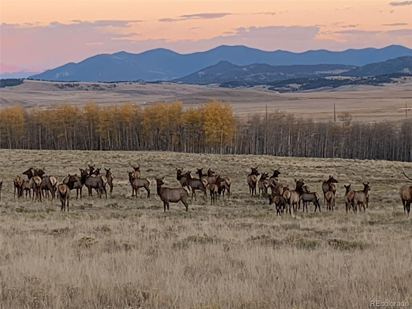 MLS Image #42 for 1793  michigan hill road,jefferson, Colorado