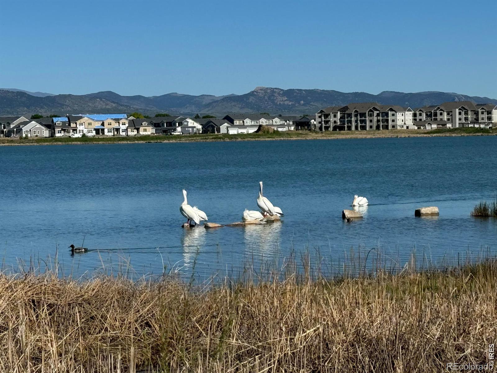 MLS Image #36 for 4195 n park drive,loveland, Colorado