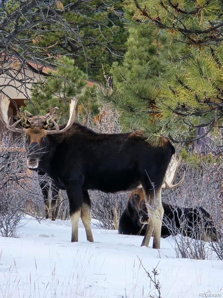 MLS Image #44 for 30642  buck brush ,buena vista, Colorado