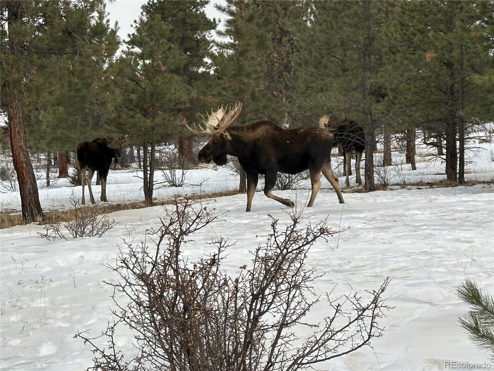MLS Image #45 for 30642  buck brush ,buena vista, Colorado