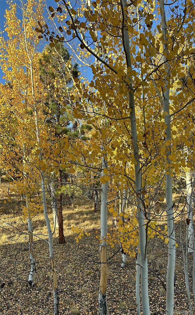 MLS Image #47 for 30642  buck brush ,buena vista, Colorado