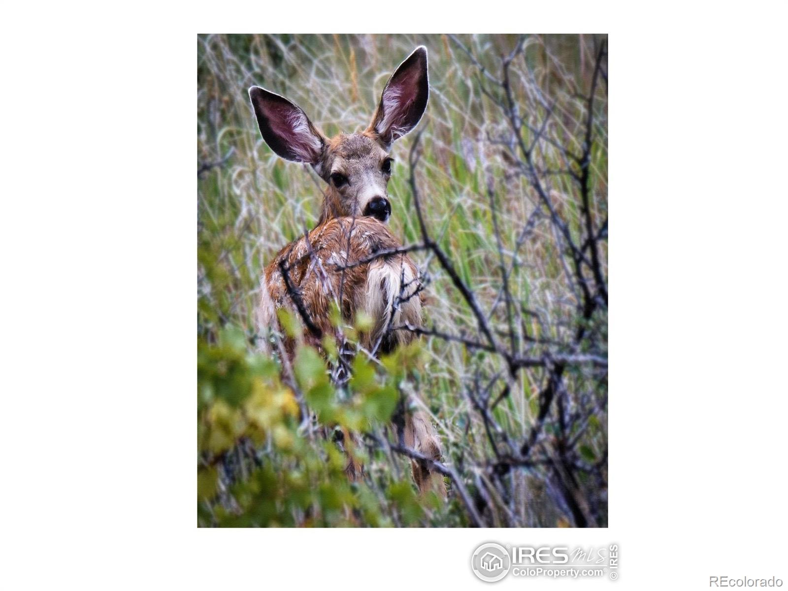 MLS Image #35 for 555  james park trail,loveland, Colorado
