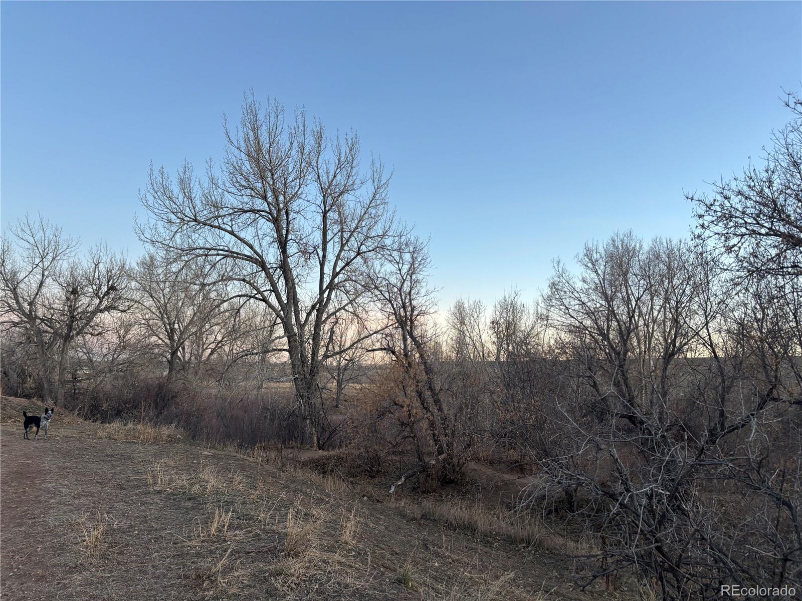 MLS Image #22 for 826 s vance street e,lakewood, Colorado