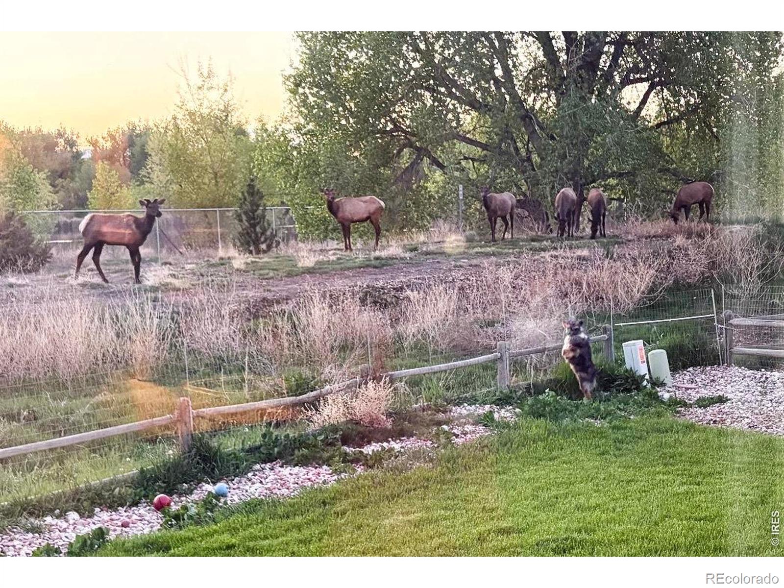 MLS Image #35 for 373  orvis court,loveland, Colorado