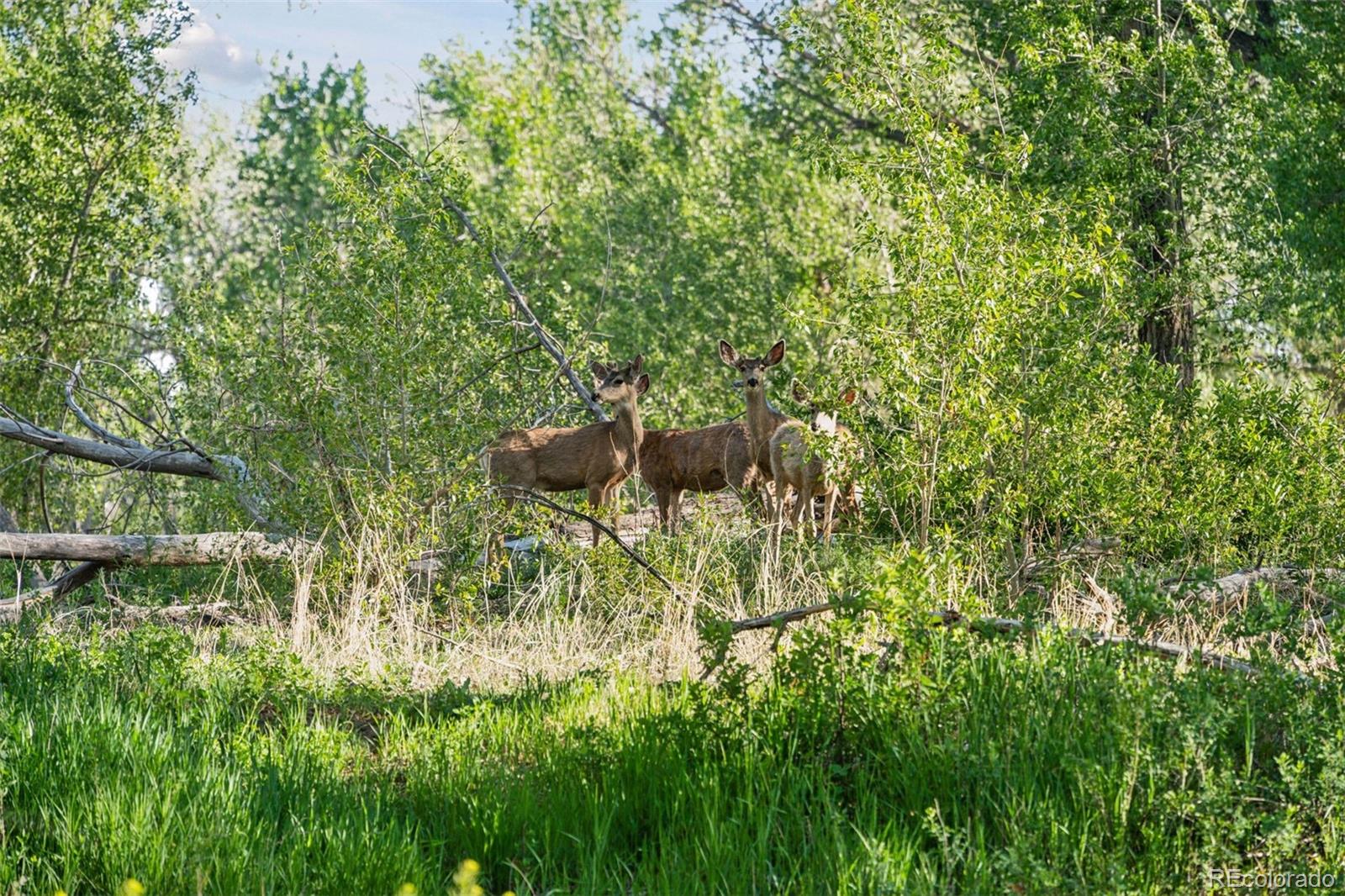 MLS Image #44 for 16990  old pueblo road,fountain, Colorado