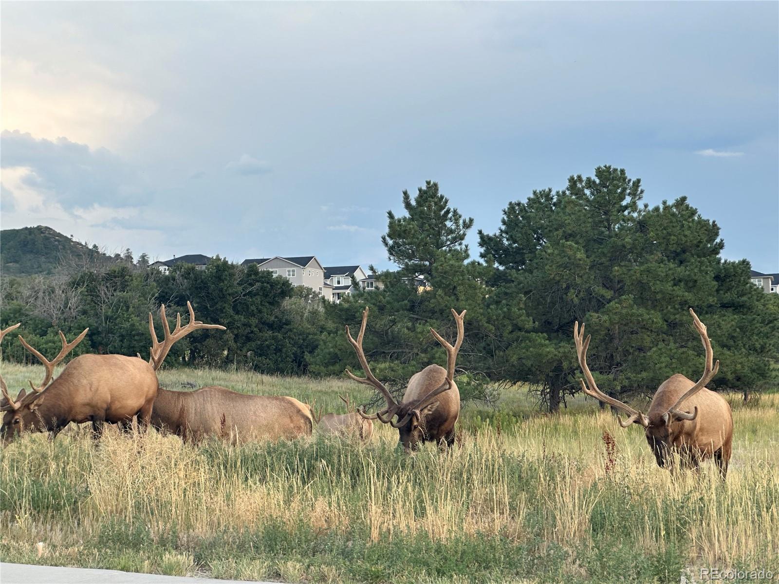 MLS Image #48 for 146  kitselman drive,castle rock, Colorado