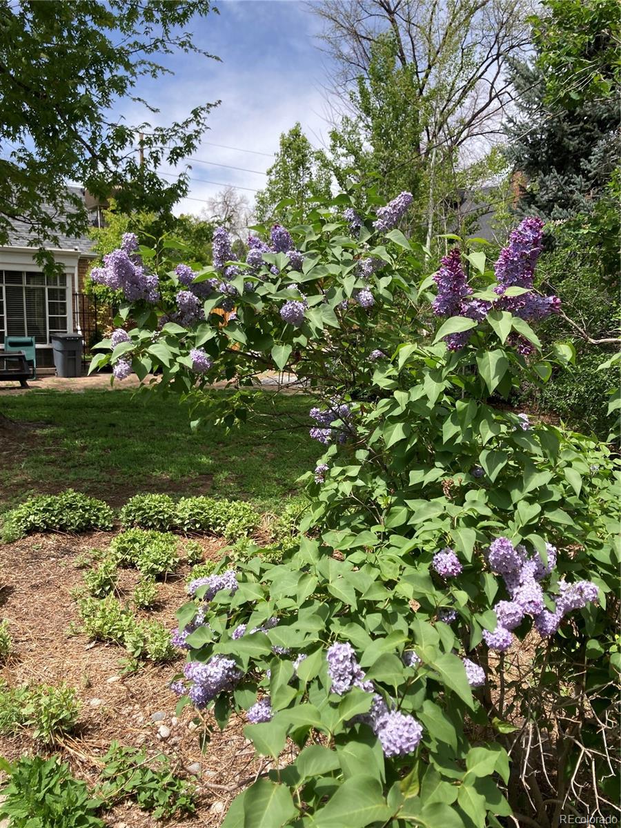 MLS Image #23 for 1680  magnolia street,denver, Colorado