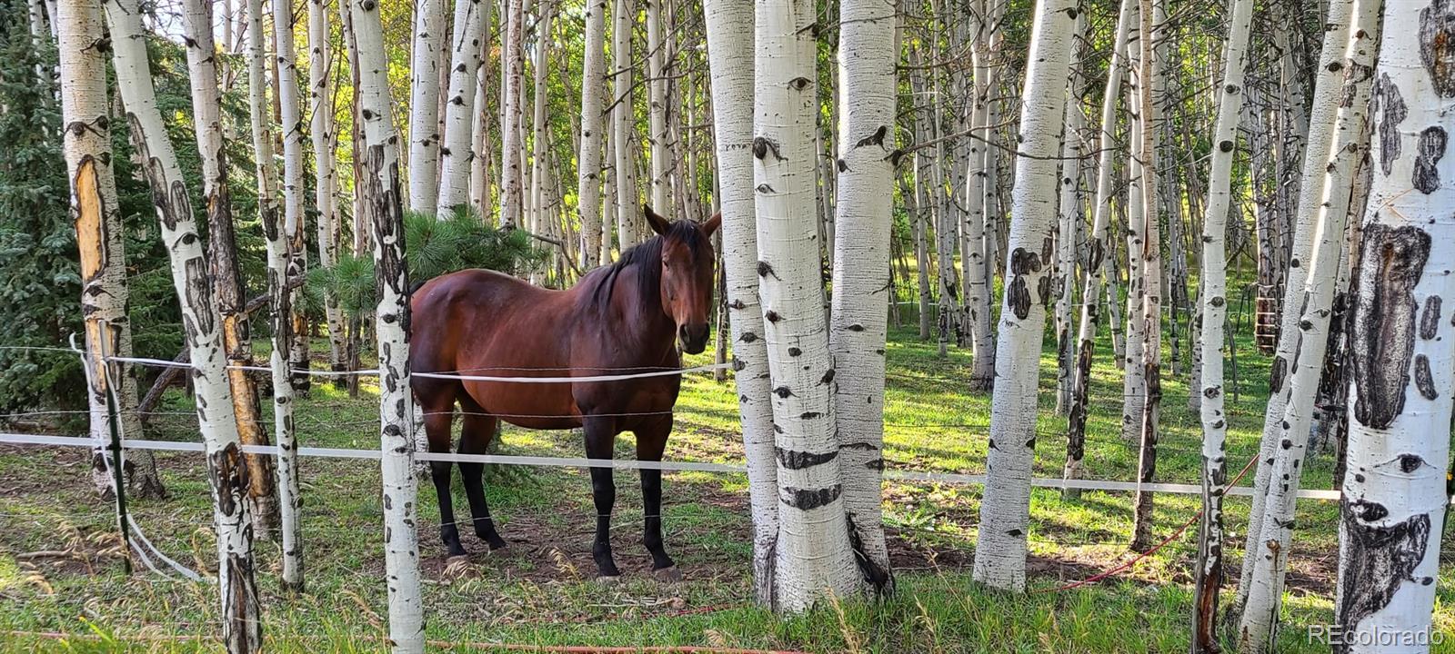 MLS Image #35 for 2230  county road 72 ,bailey, Colorado