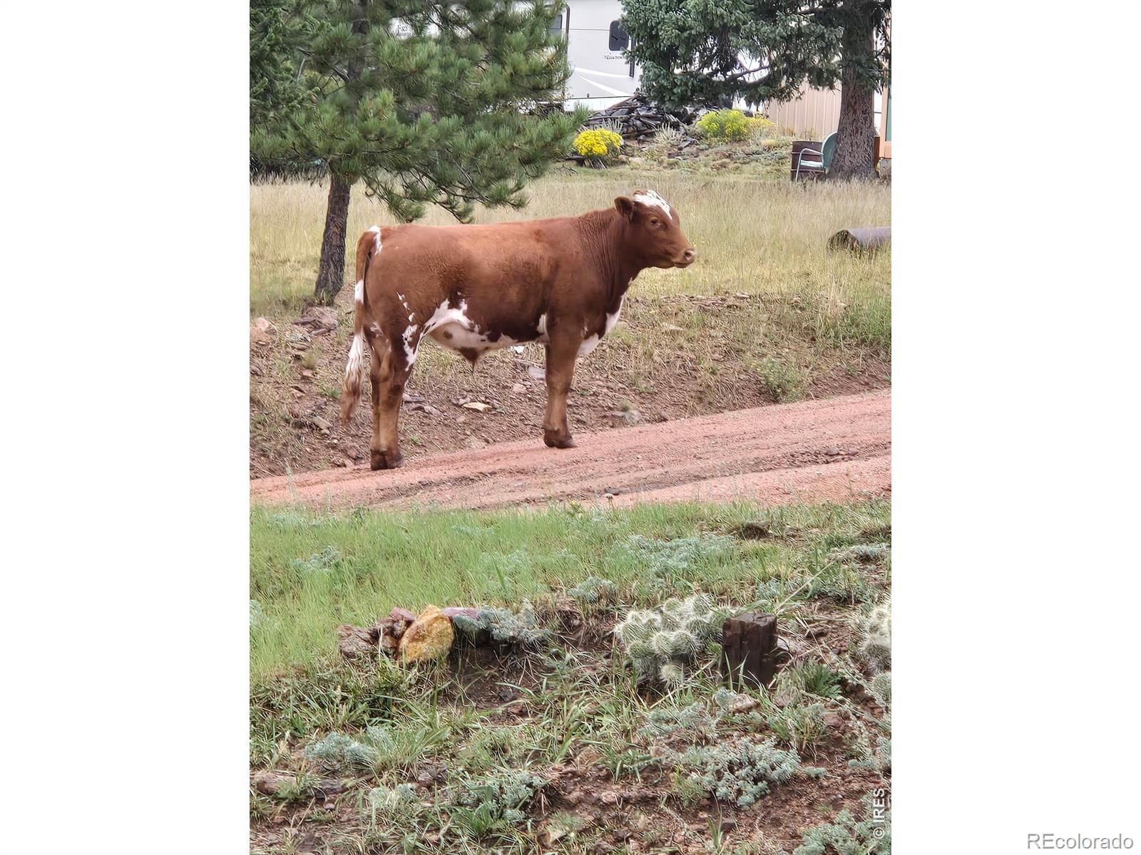 MLS Image #19 for 430 s 4th street,victor, Colorado
