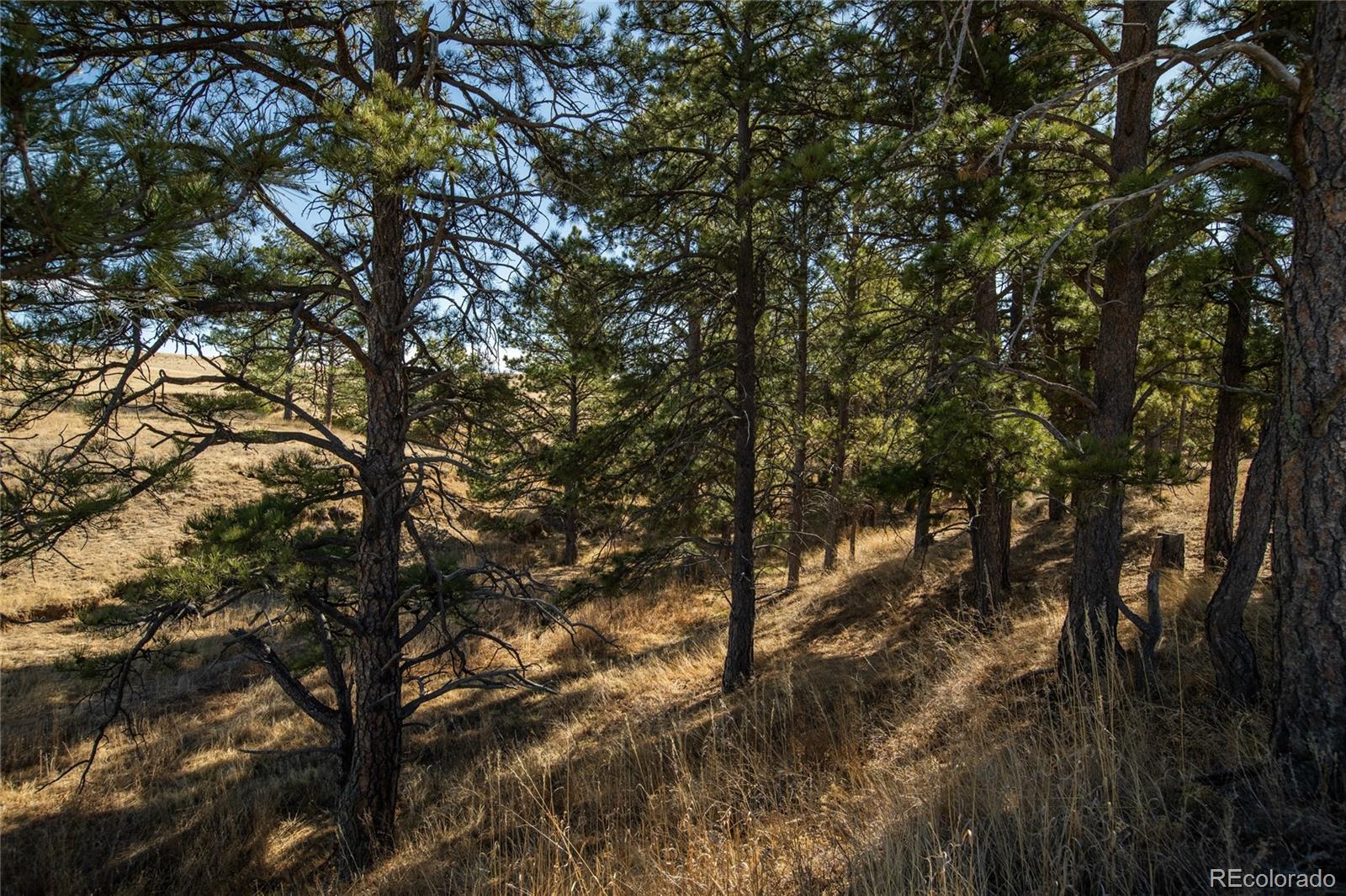 MLS Image #43 for 24063  cr 122 ,ramah, Colorado