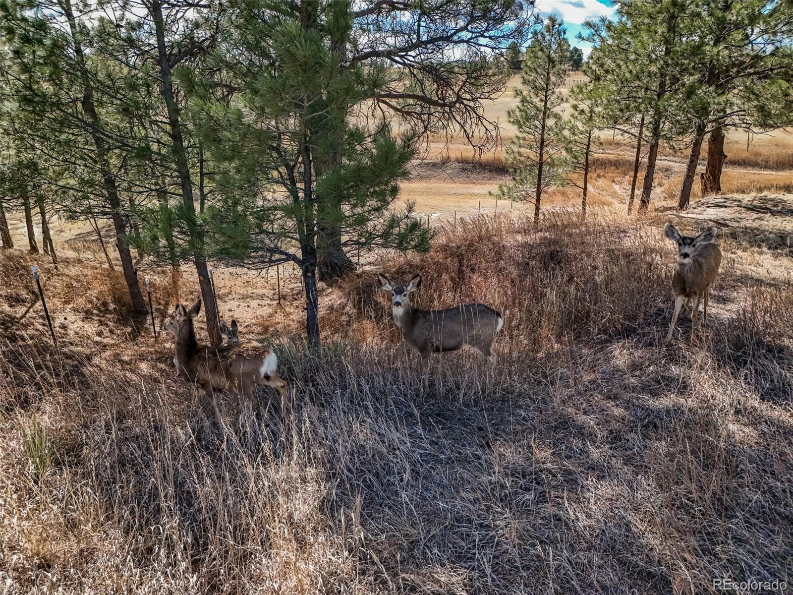 MLS Image #45 for 1854  belgian trail,elizabeth, Colorado