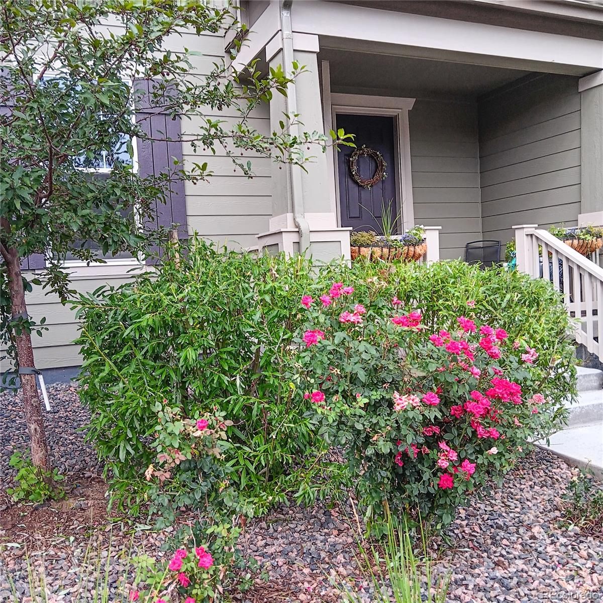 MLS Image #3 for 1154  anker drive,erie, Colorado