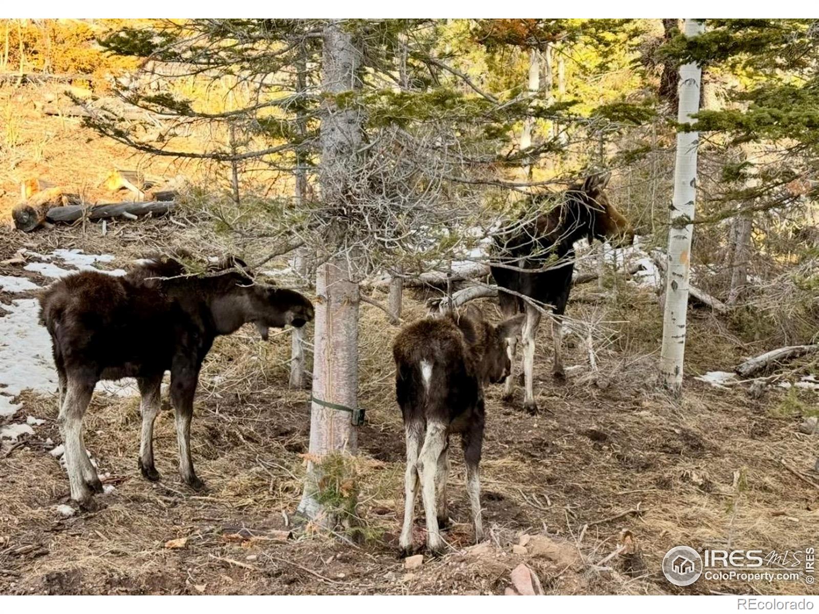 MLS Image #41 for 3689  ottawa way,red feather lakes, Colorado