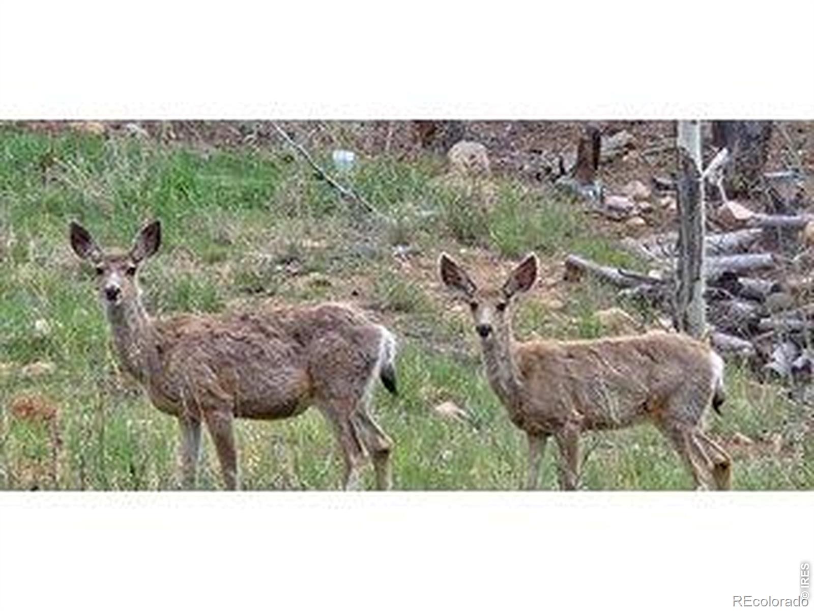 MLS Image #46 for 534  blackfoot road,red feather lakes, Colorado