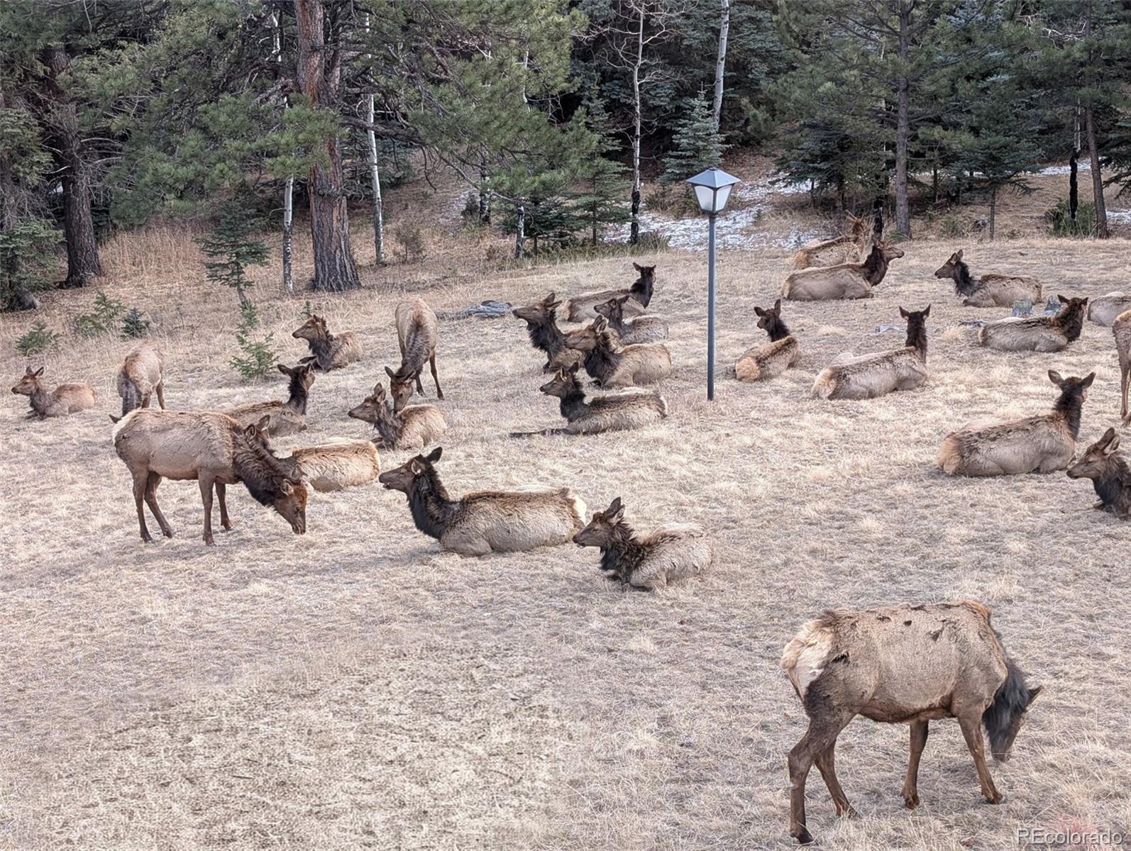 MLS Image #31 for 1323 s snyder gulch road,evergreen, Colorado