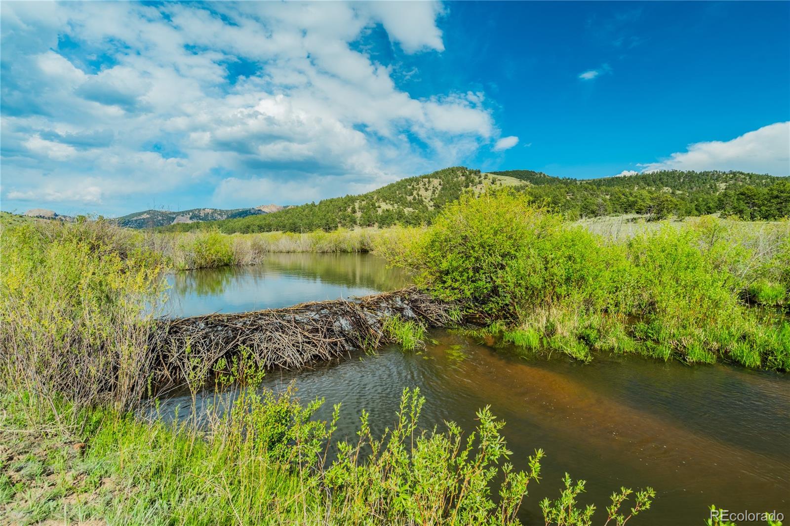 MLS Image #5 for 224  lakeview forest heights,florissant, Colorado