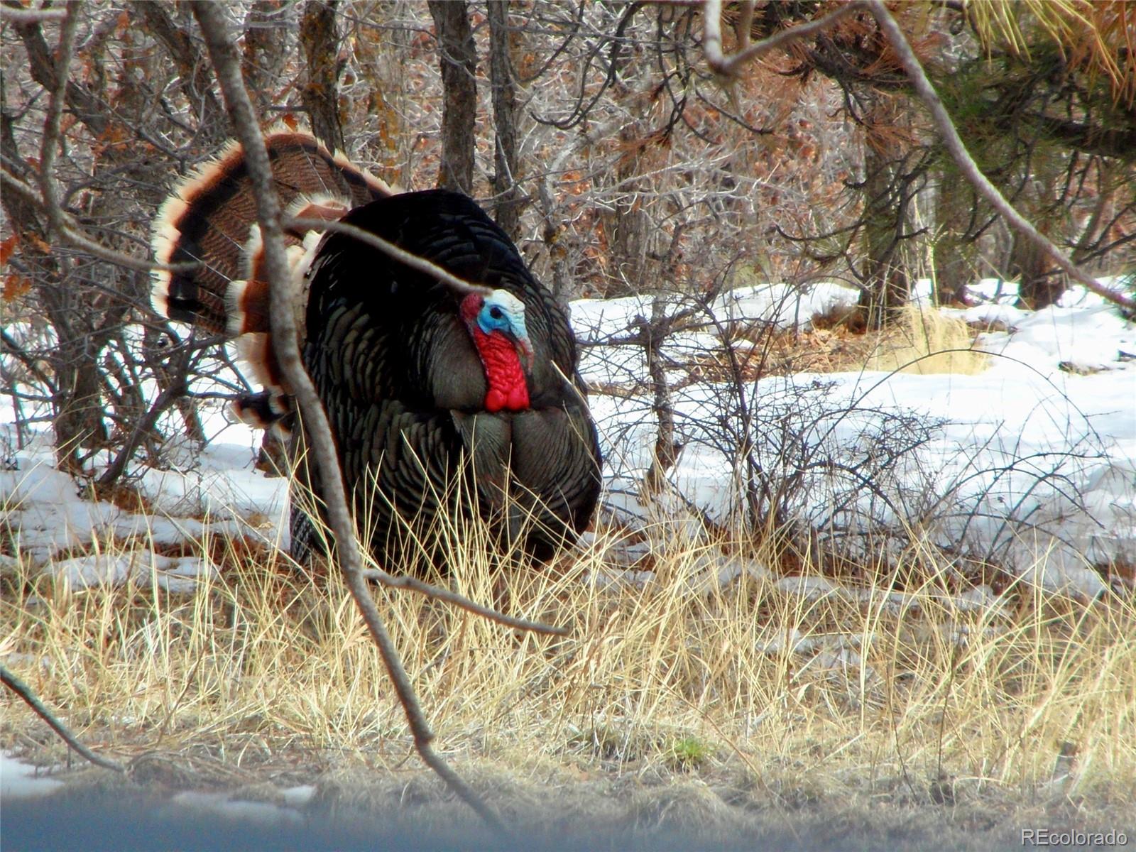 MLS Image #4 for 324  elk view court,canon city, Colorado