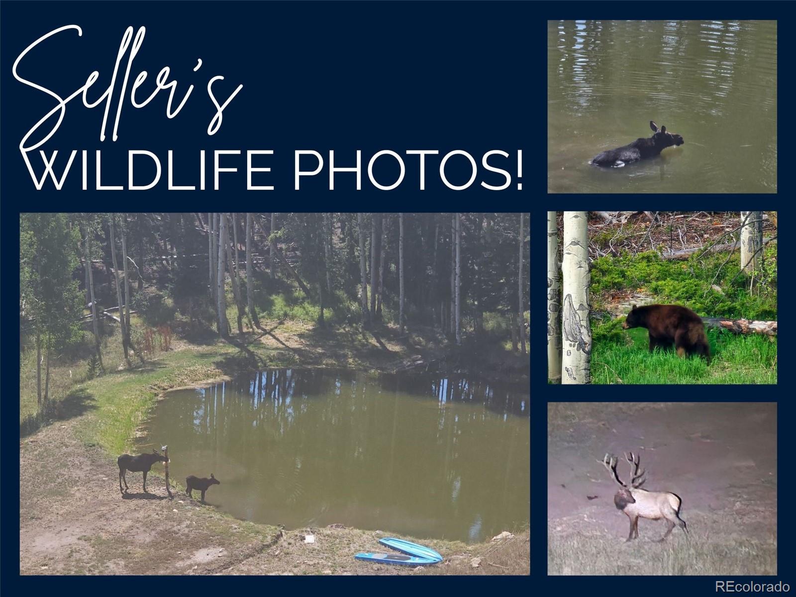 MLS Image #49 for 224  six elk court,red feather lakes, Colorado
