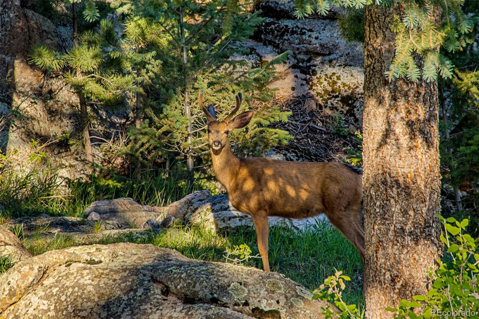 MLS Image #3 for 6917  timbers drive,evergreen, Colorado