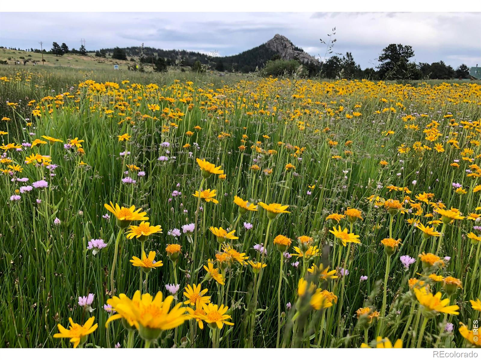 MLS Image #12 for 120 n cucharas mountain court,livermore, Colorado