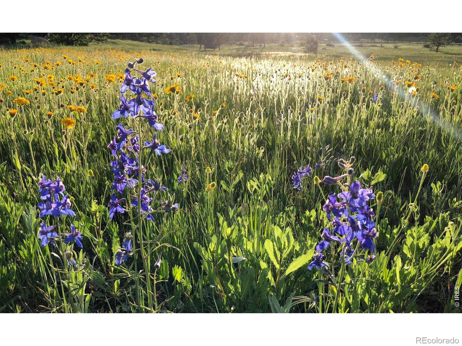 MLS Image #8 for 120 n cucharas mountain court,livermore, Colorado