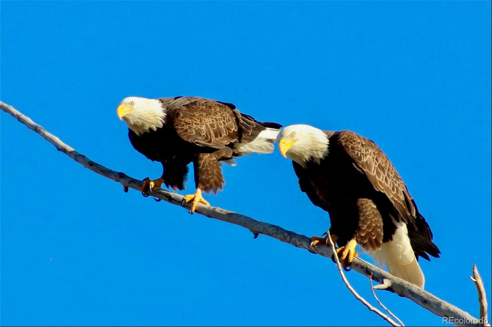 MLS Image #35 for 560  talons reach run,berthoud, Colorado