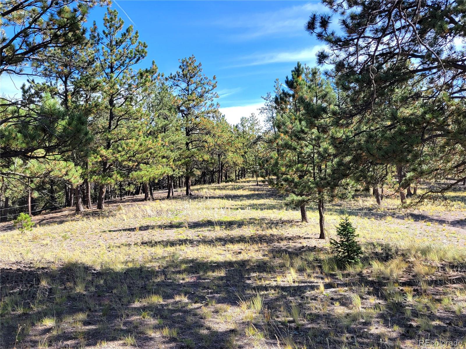 MLS Image #39 for 1321  bristlecone road,guffey, Colorado