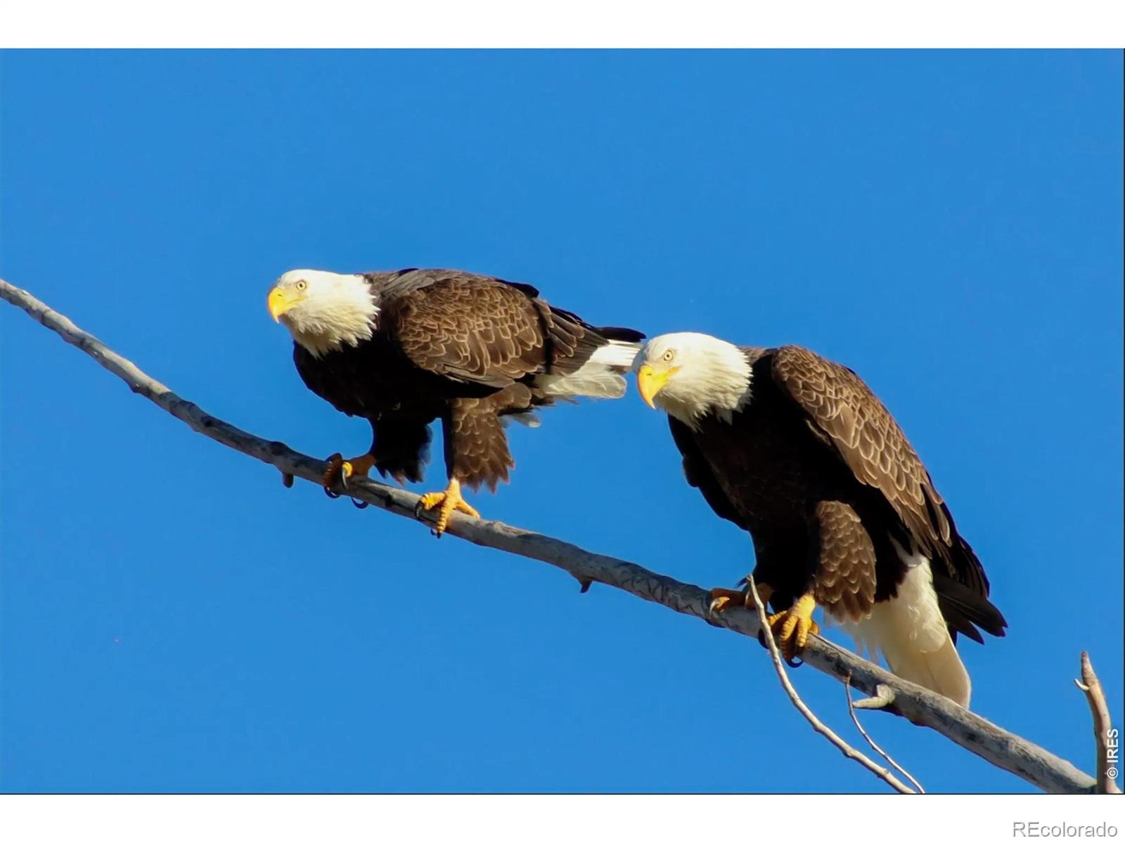MLS Image #35 for 560  talons reach run,berthoud, Colorado