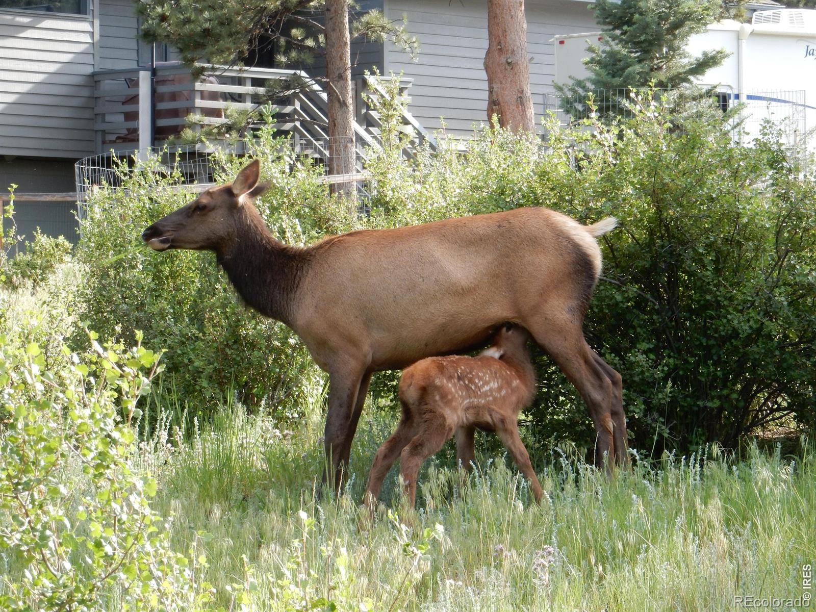 MLS Image #2 for 895  elk meadow court,estes park, Colorado