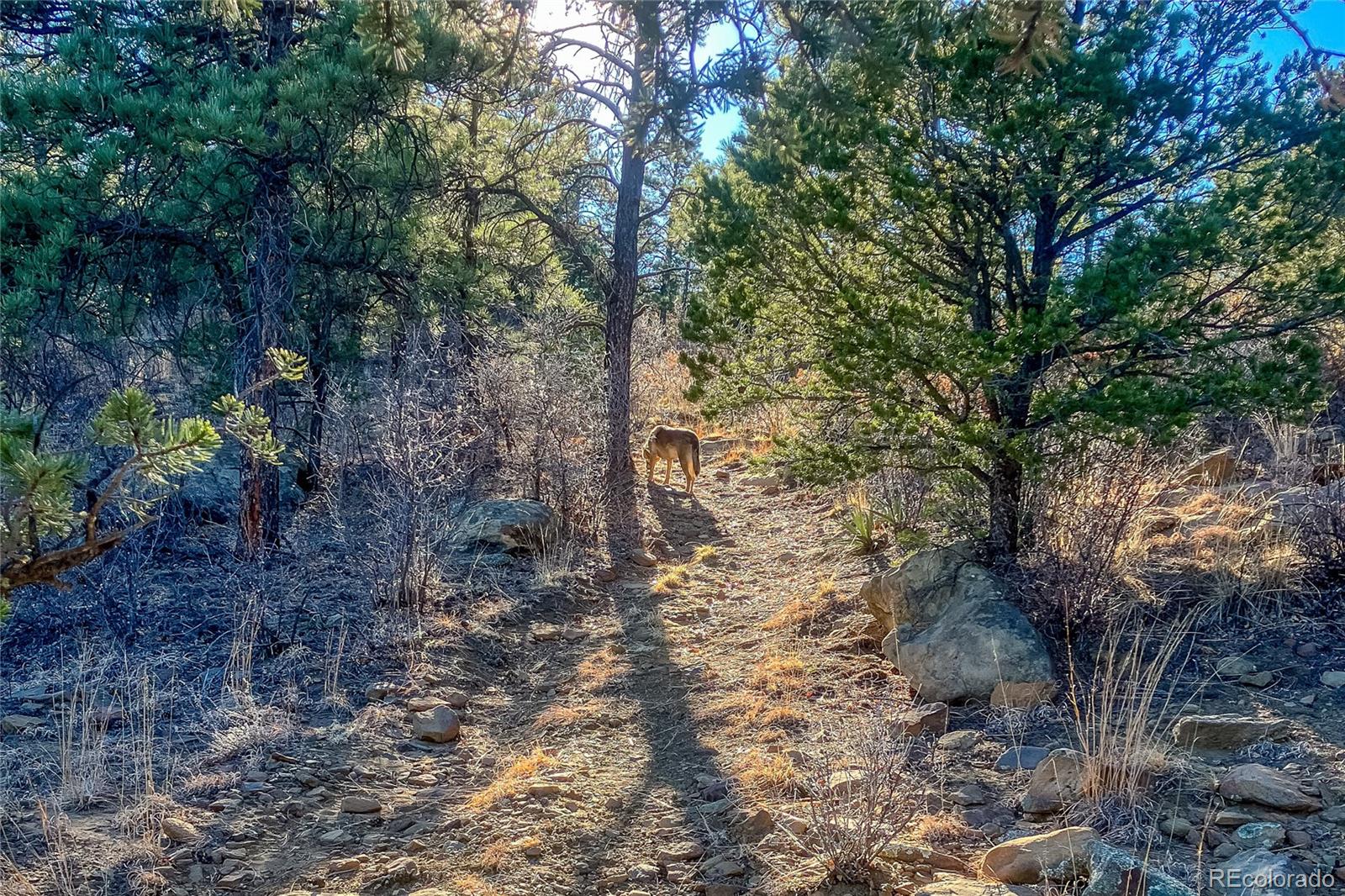 MLS Image #34 for 13240  big pine ridge road,weston, Colorado