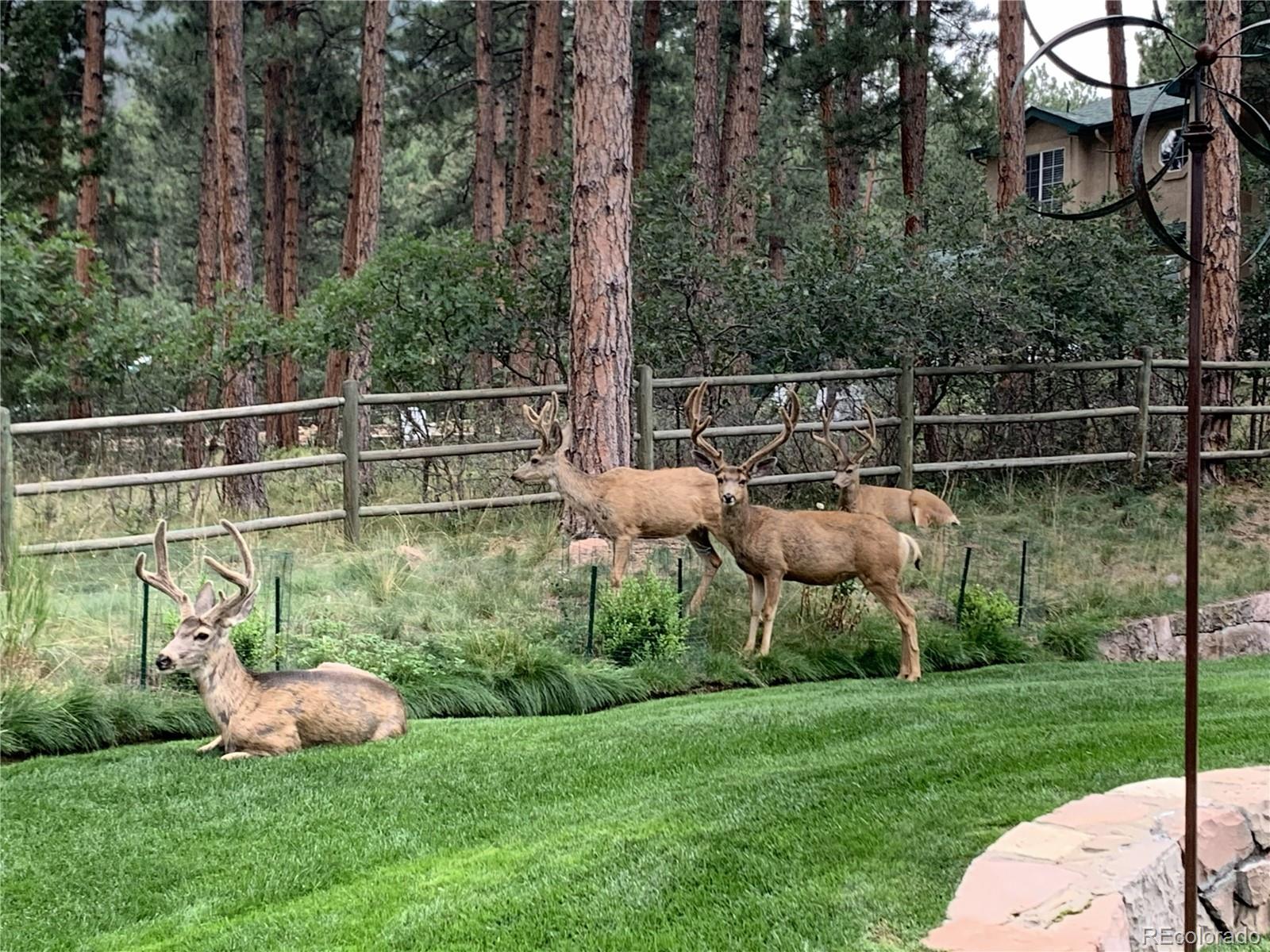 MLS Image #44 for 4745  cheyenne drive,larkspur, Colorado