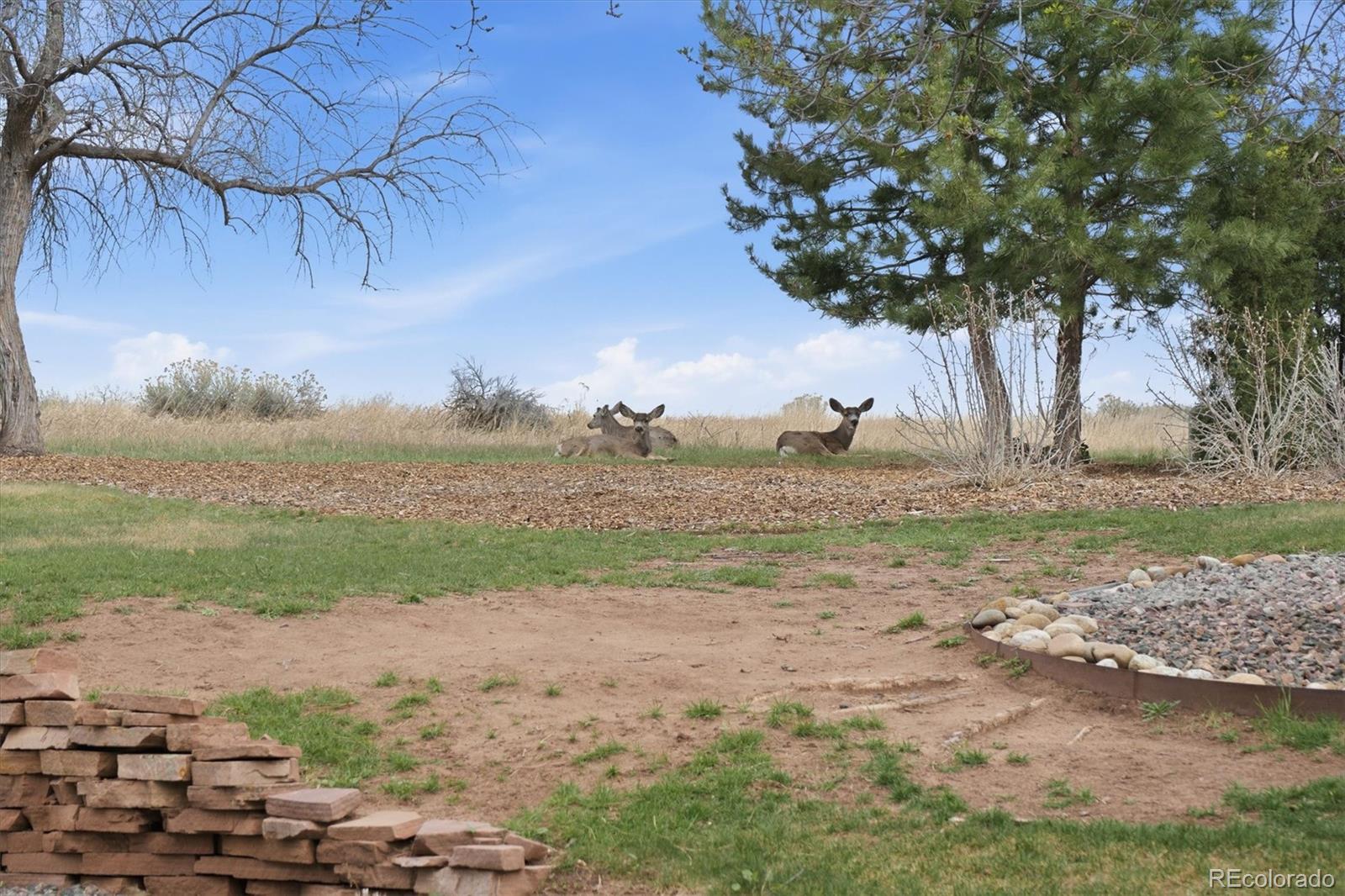 MLS Image #35 for 4  blue grouse ridge road,littleton, Colorado