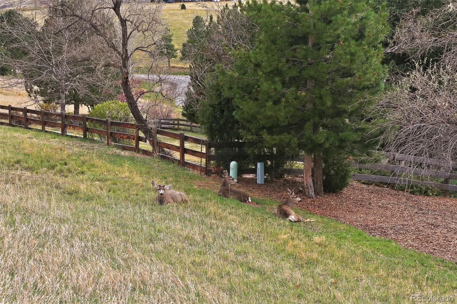 MLS Image #38 for 4  blue grouse ridge road,littleton, Colorado