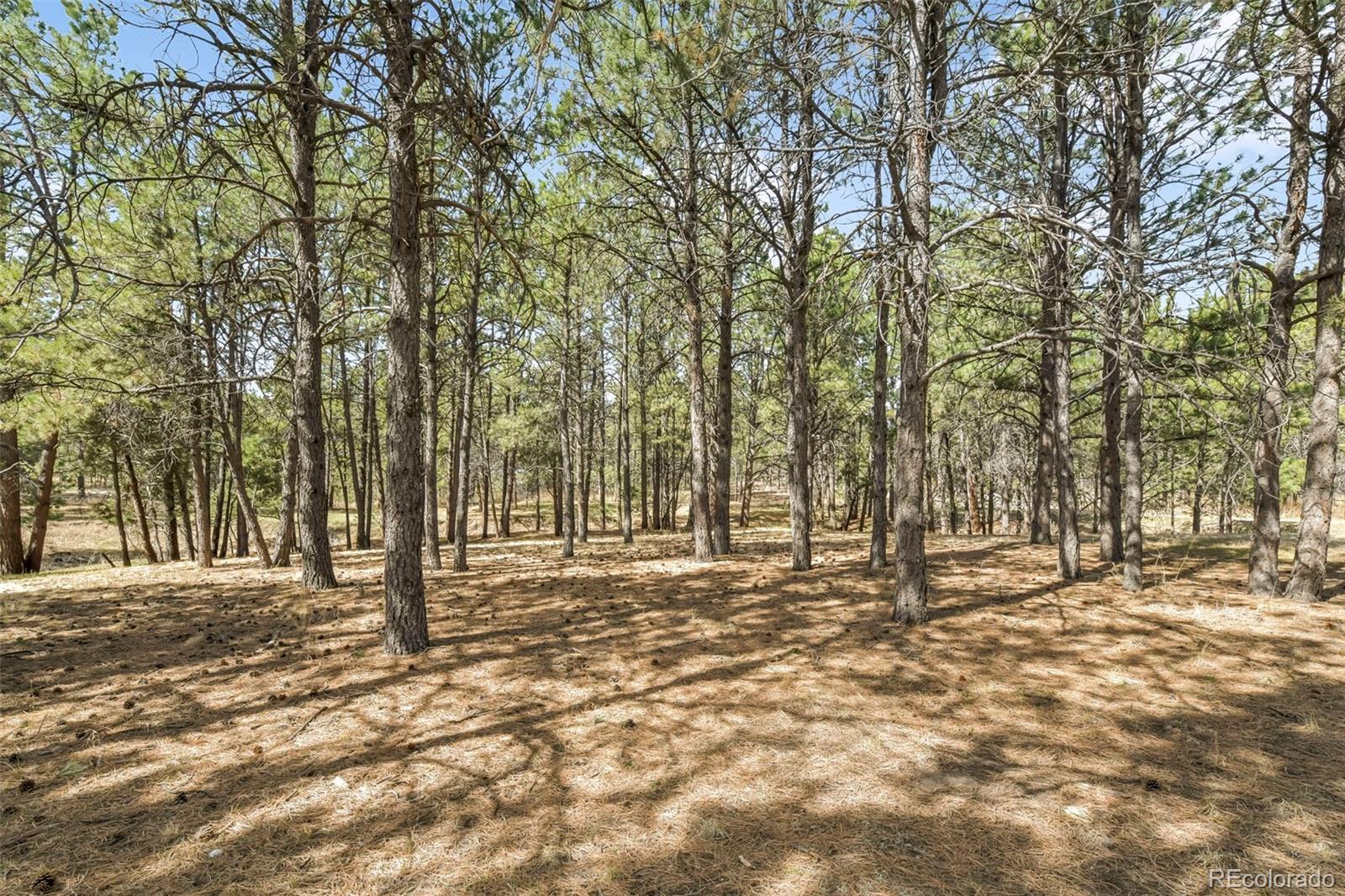 MLS Image #39 for 11165  pine meadows road,colorado springs, Colorado