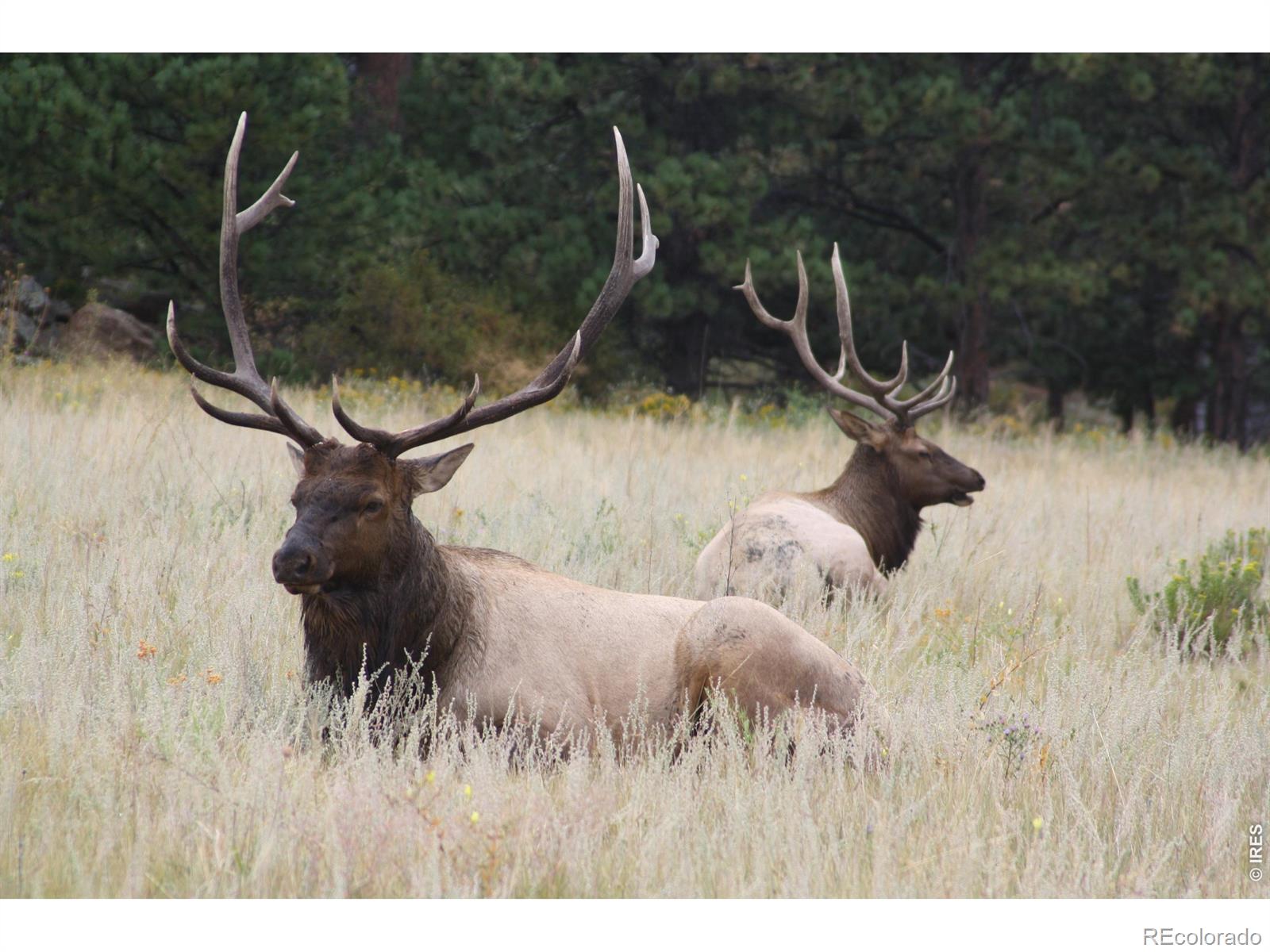 MLS Image #15 for 1431 s saint vrain avenue,estes park, Colorado
