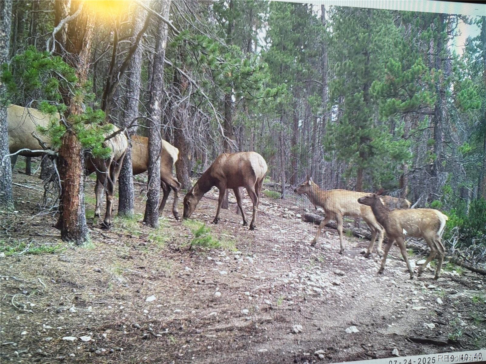 MLS Image #30 for 1101  cr 99 ,black hawk, Colorado