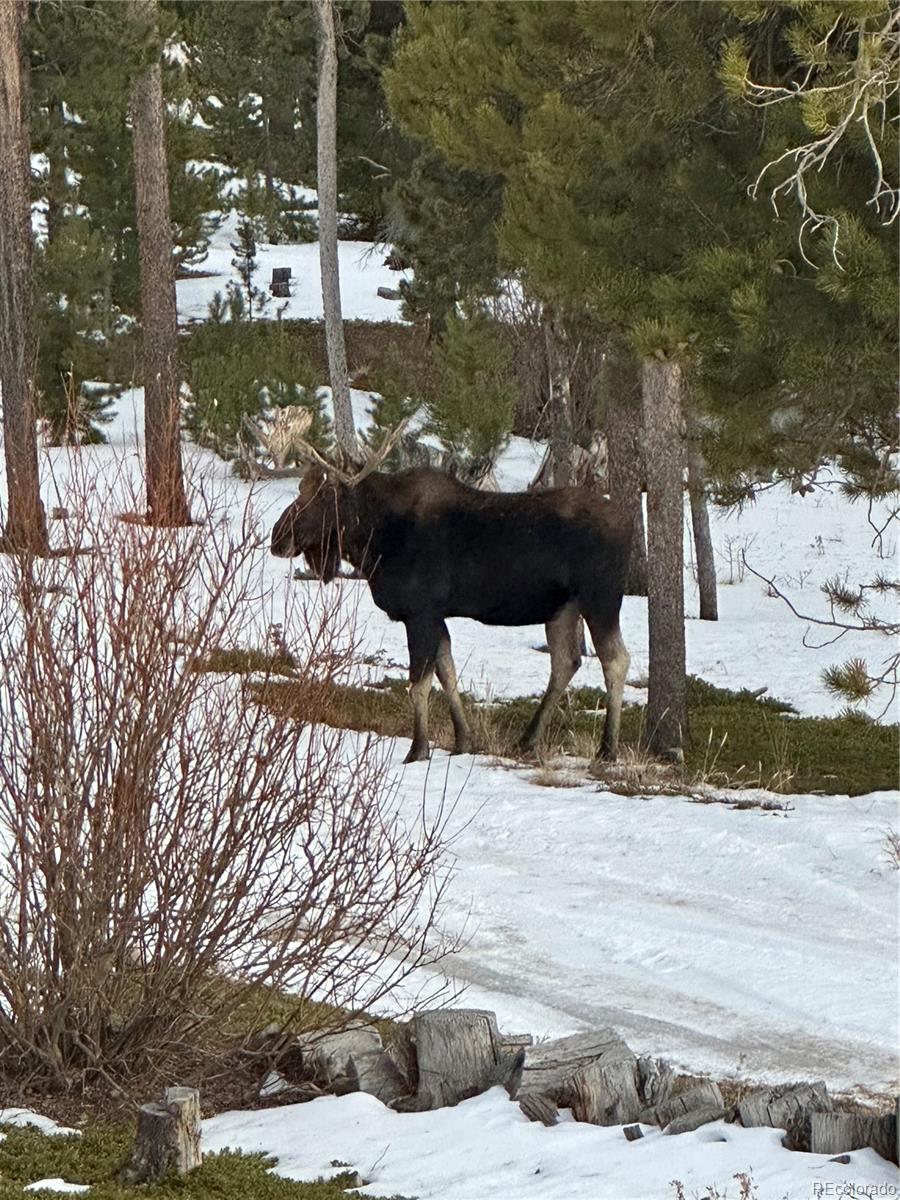 MLS Image #31 for 1101  cr 99 ,black hawk, Colorado
