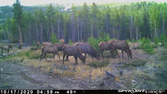 MLS Image #33 for 1101  cr 99 ,black hawk, Colorado