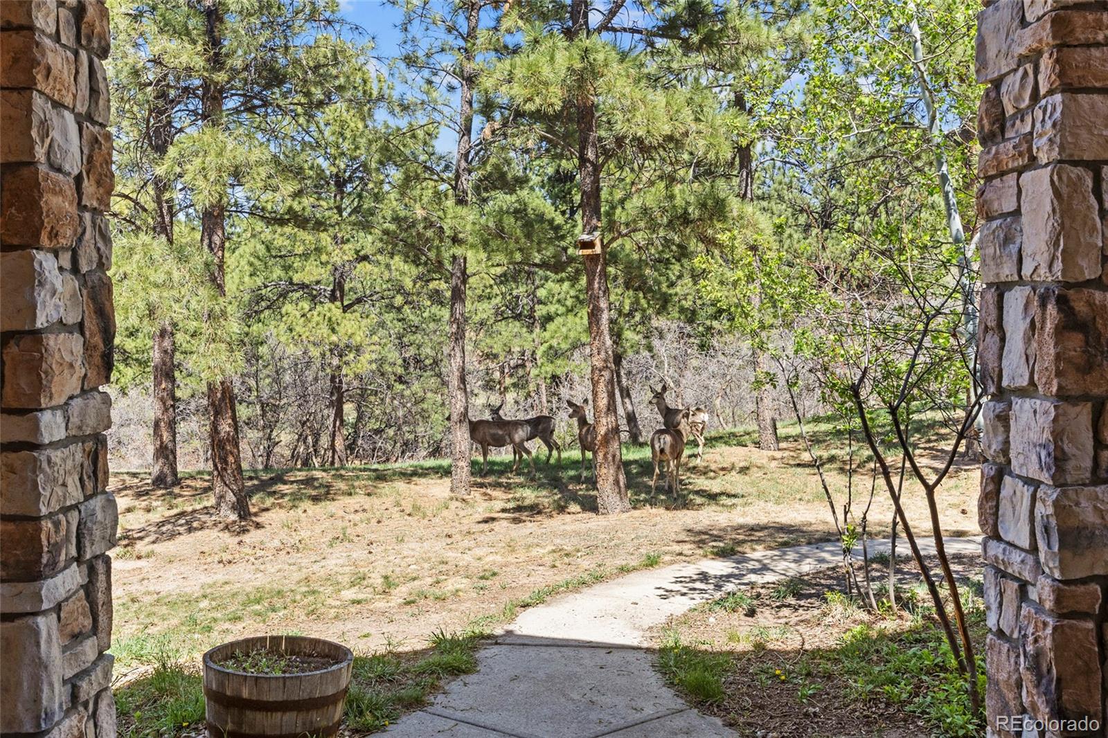 MLS Image #3 for 9676 s perry park road,larkspur, Colorado