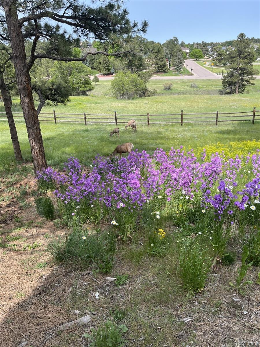 MLS Image #36 for 5213  pinyon jay road,parker, Colorado