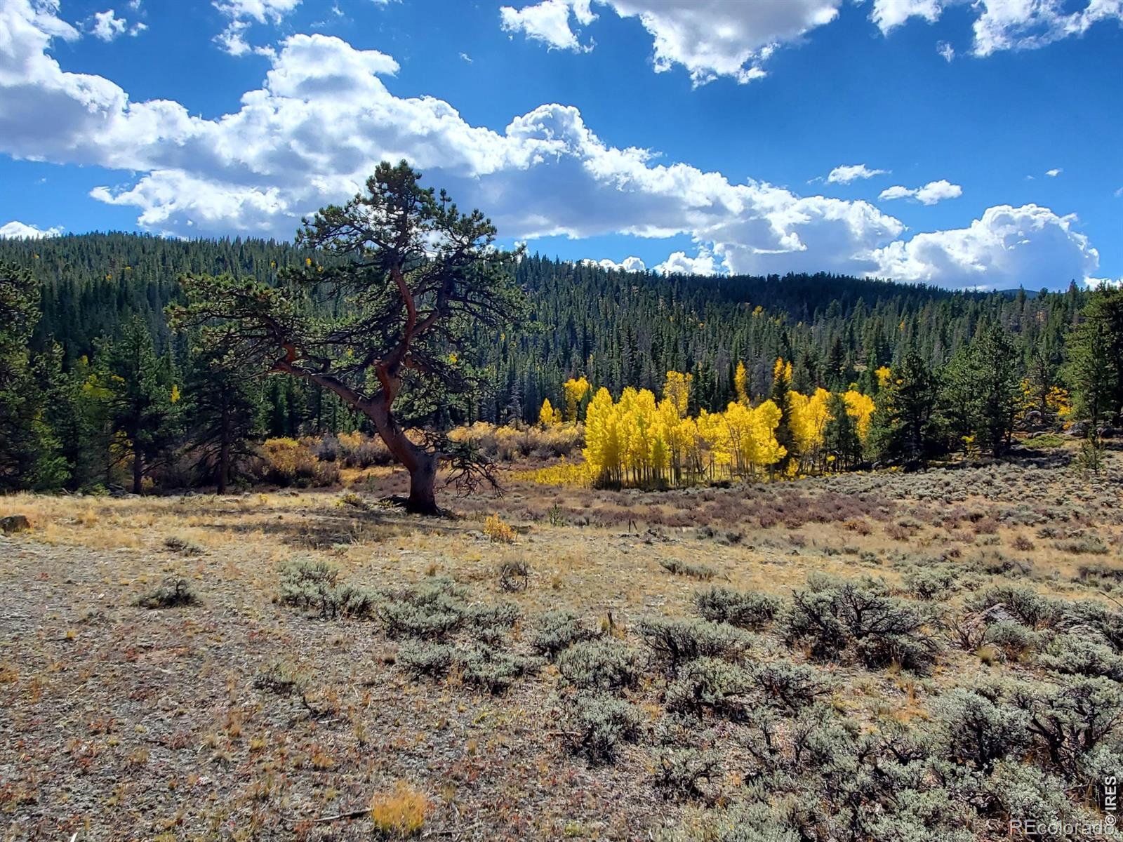 MLS Image #1 for 231  modoc court,red feather lakes, Colorado