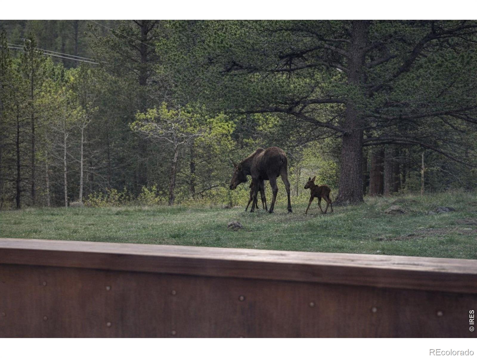 MLS Image #3 for 231  modoc court,red feather lakes, Colorado