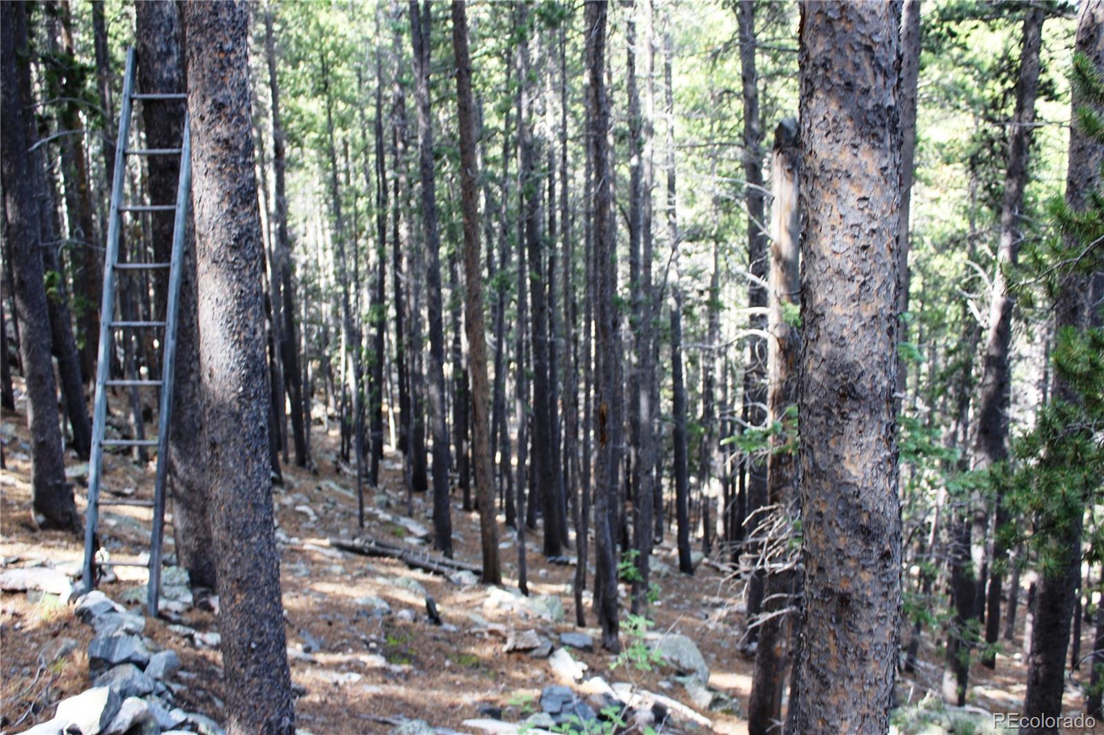 MLS Image #4 for 3504  hidden wilderness road,idaho springs, Colorado