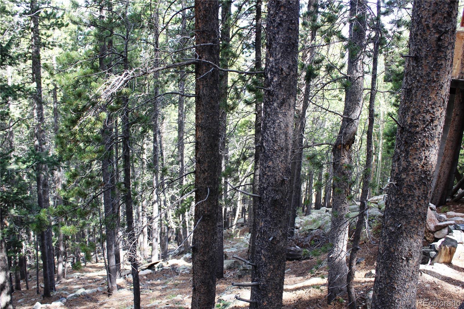 MLS Image #5 for 3504  hidden wilderness road,idaho springs, Colorado