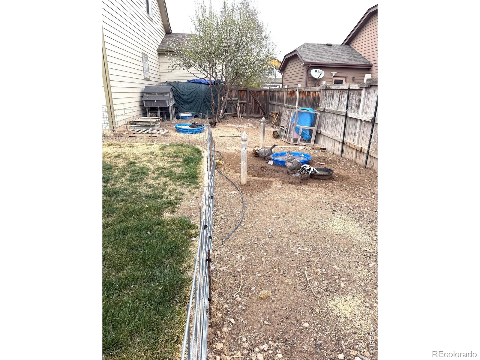 MLS Image #5 for 3243  ambush drive,wellington, Colorado