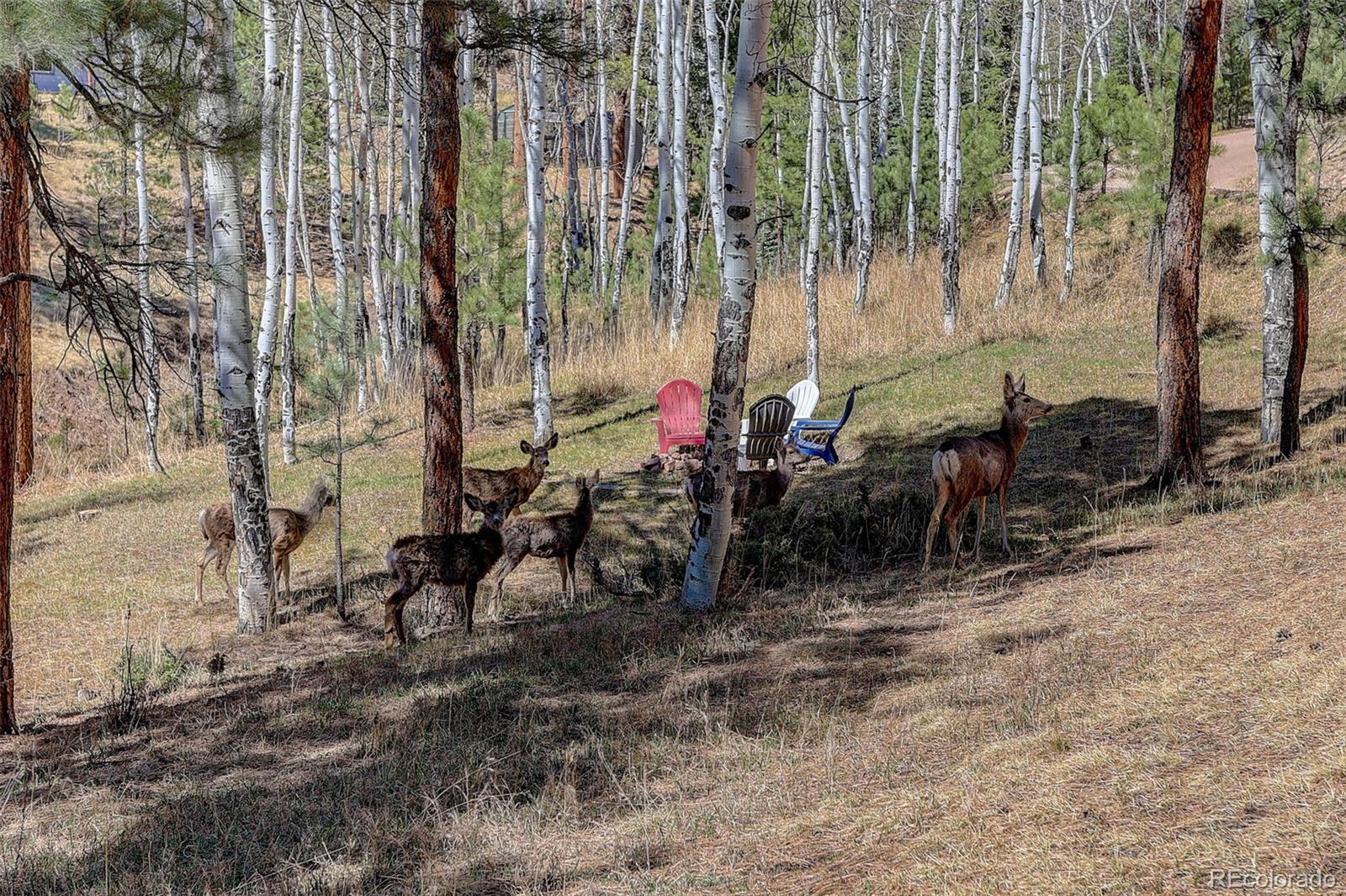 MLS Image #5 for 34144  rock creek road,pine, Colorado