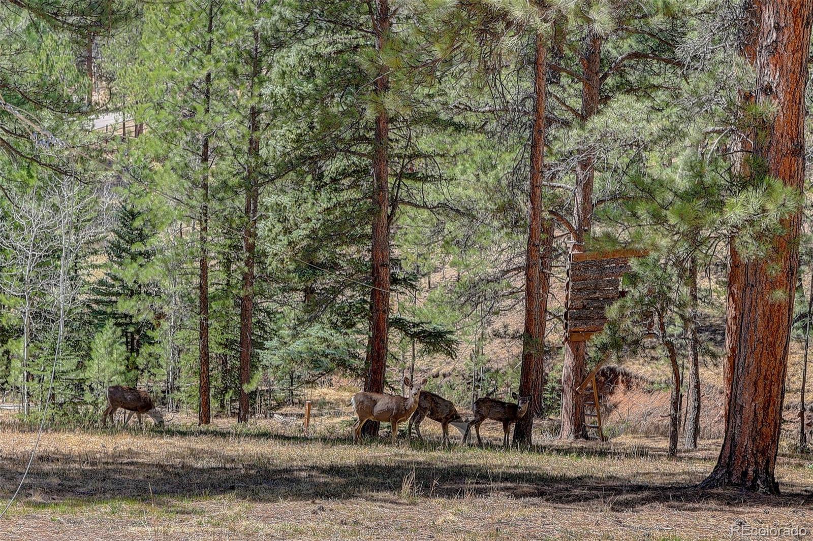 MLS Image #6 for 34144  rock creek road,pine, Colorado