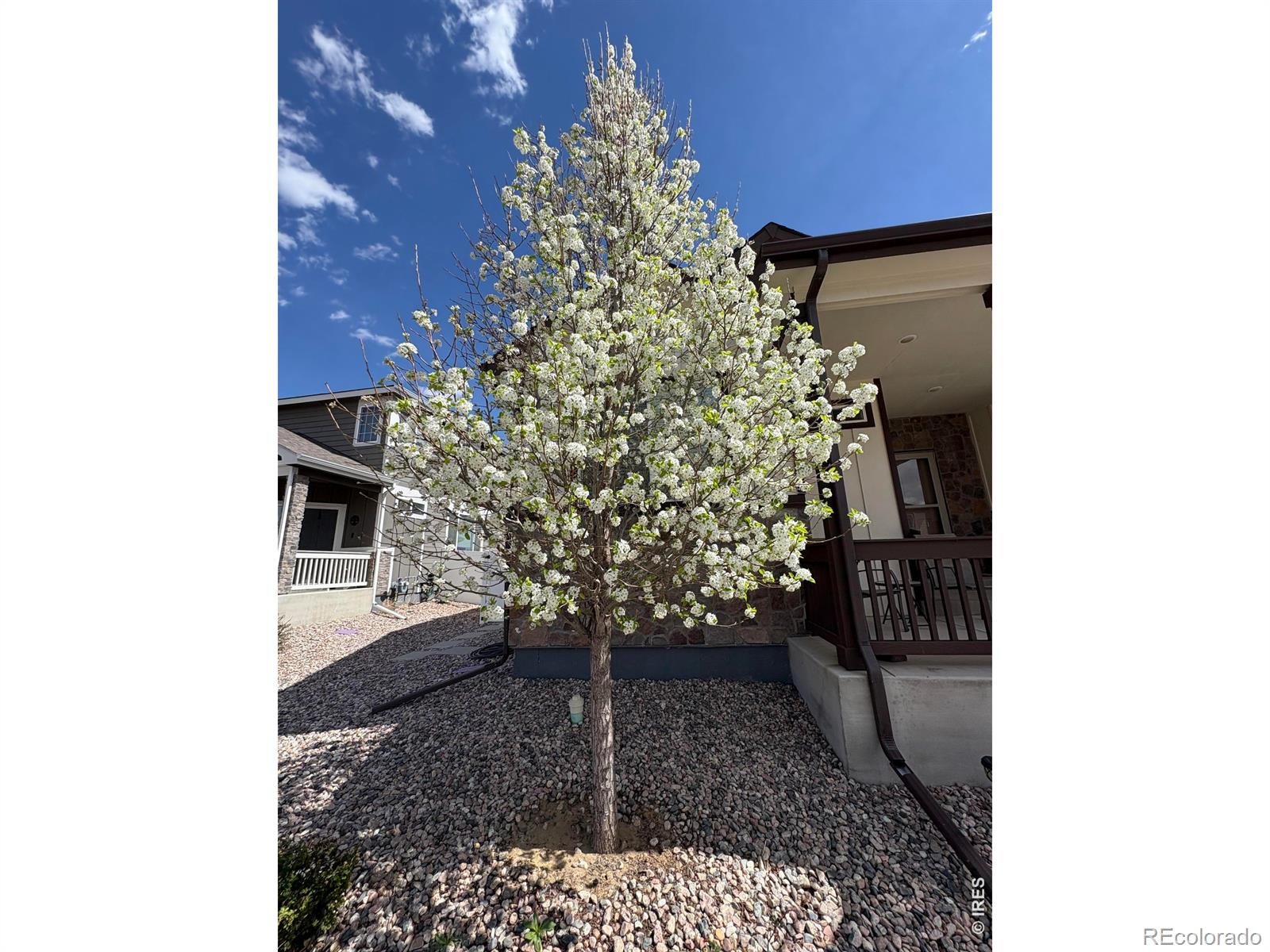 MLS Image #43 for 1210  muskox street,severance, Colorado