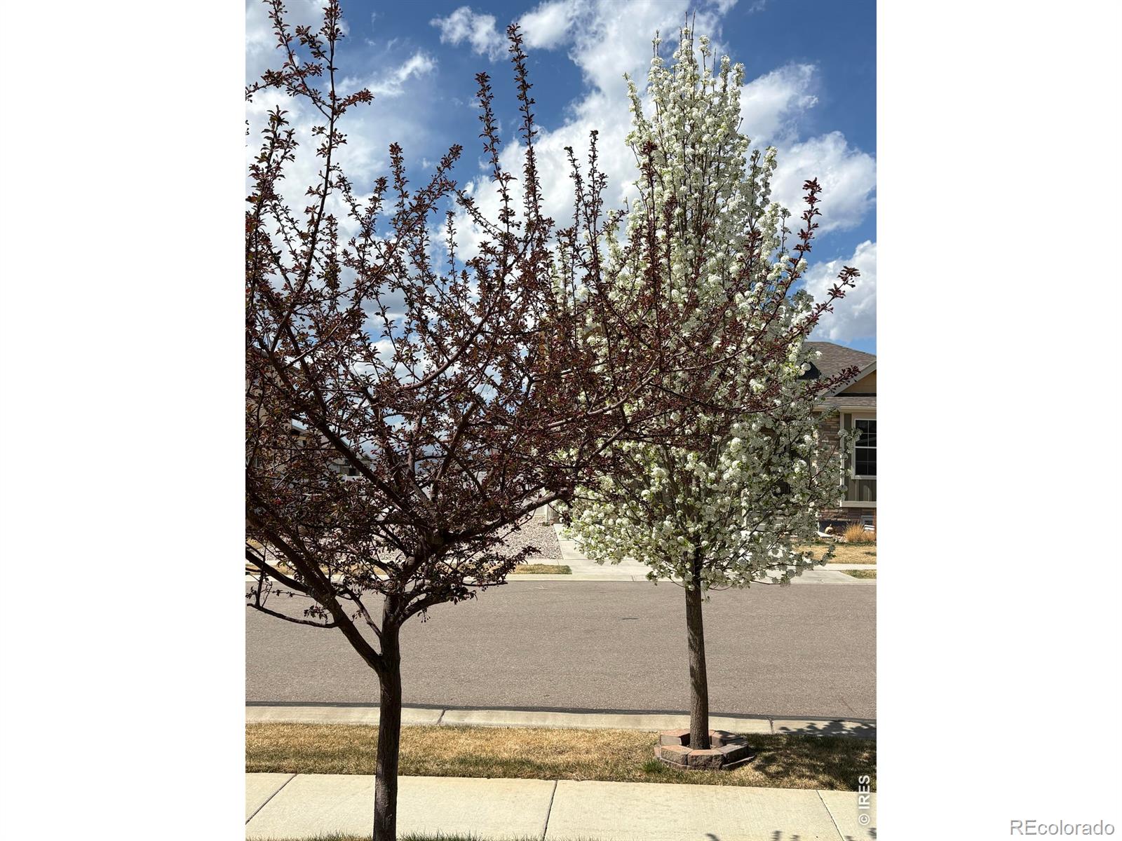 MLS Image #44 for 1210  muskox street,severance, Colorado