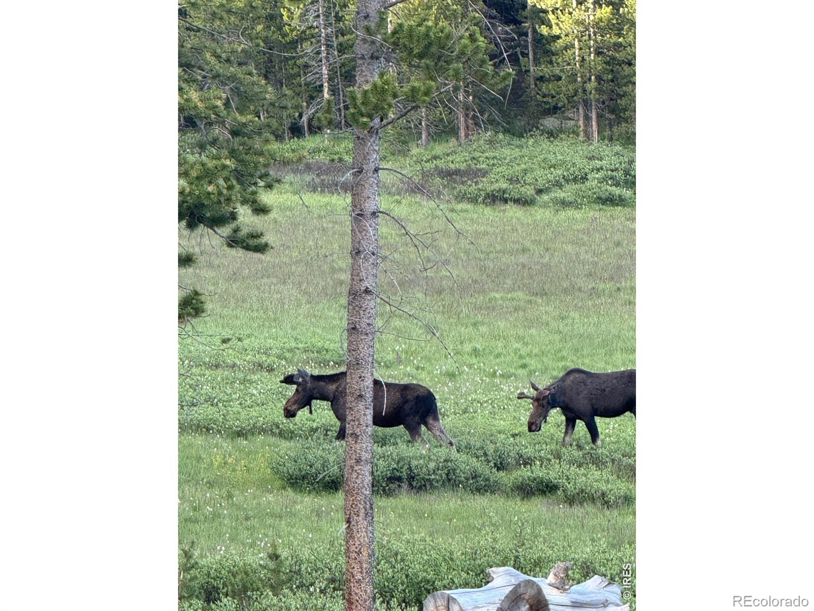 MLS Image #39 for 428  rustic road,bellvue, Colorado